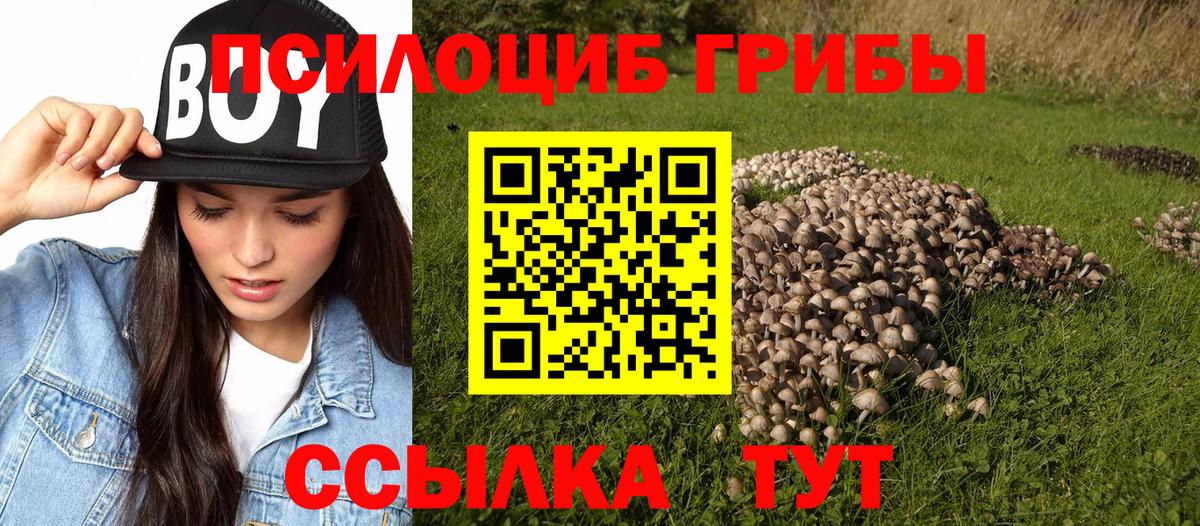 Галлюциногенные грибы Psilocybe Новороссийск